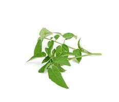 rama de tomate con hojas verdes y flores sin soplar aisladas en fondo blanco foto