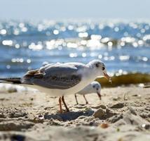 seagulls on the sandy shore of the Black Sea on a summer day, Ukraine photo