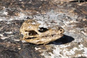 Canarian Dry Lizard Skull photo