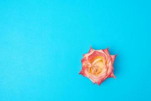 blooming pink yellow rose on a color background, festive backdrop photo