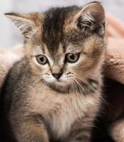 Kitten golden ticked british chinchilla straight photo