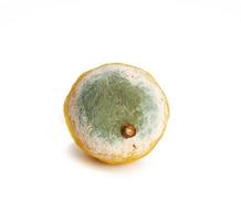 yellow lemon with mold on a white background, spoiled fruit photo