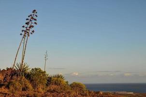 Green Agave Flowers photo