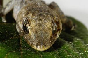 lagarto gecko y hoja foto