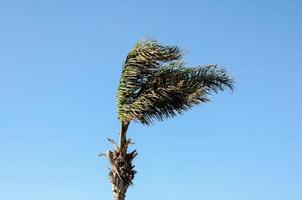 vista con palmera foto