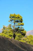 vista de un árbol foto