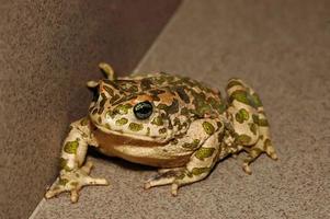 Cute green frog photo