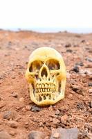 Skull on the ground photo