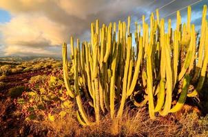vista del paisaje de cactus foto
