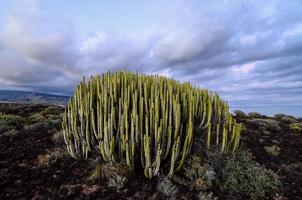 Landscape view of cactus photo