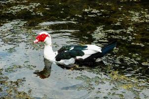 Red face duck photo