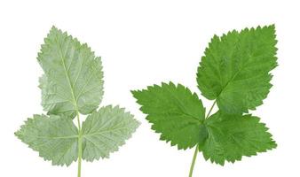 Varias ramas hojas de frambuesa verde aislado sobre un fondo blanco. foto