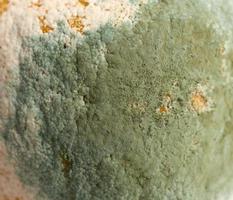 mold on fresh lemon, full frame photo