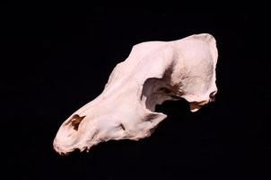 cráneo de carnero sobre fondo negro foto