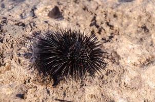 Sea urchin close-up photo