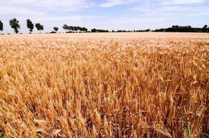 Wheat field view photo