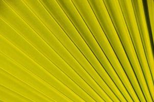 Palm leaf texture background photo