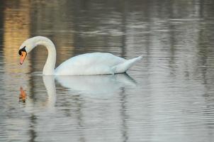 Swan looking at the water photo