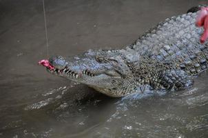 Crocodile eating meat photo