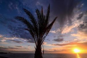Palm tree view photo
