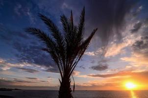 vista de la palmera foto