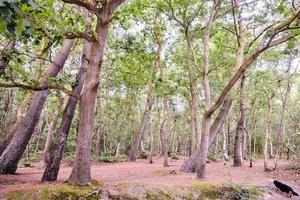 Beautiful view of the woods photo