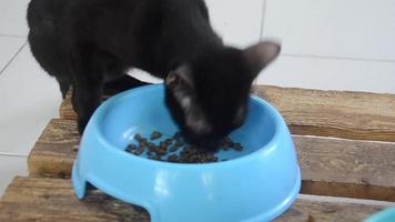 black cat eating food cat on a blue bowl. Cute domestic animal.