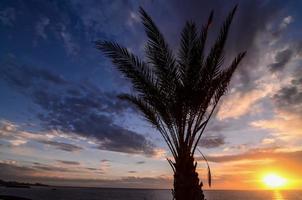 View with palm tree photo