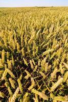 View of a wheat field photo