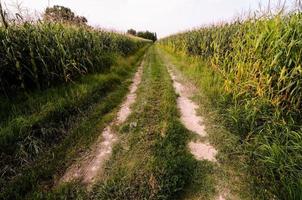 Rural dirt road photo