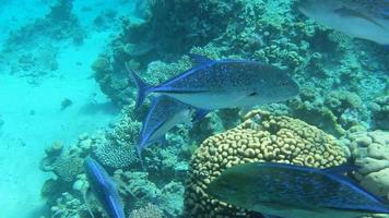 trevalli de thon rouge, caranx melampygus, un groupe de poissons prédateurs qui chassent sur un récif corallien en mer rouge. video