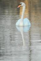 Swan on the pond photo