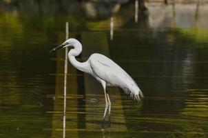 Heron by the water photo