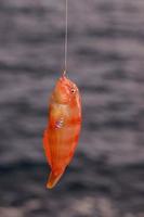 Small fish caught on the hook photo