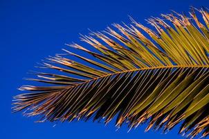 Palm tree close-up photo