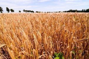 primer plano del campo de trigo foto