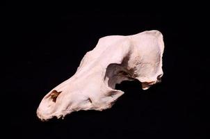 Ram skull on black background photo