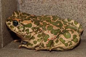 Green frog close-up photo