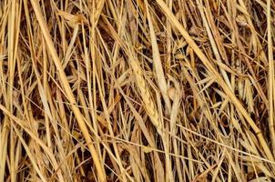 Hay texture background photo