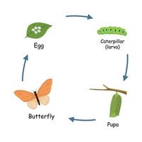 Metamorphosis or life cycle of butterfly from eggs, caterpillar, pupa to a butterfly