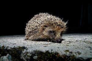 Cute little hedgehog photo