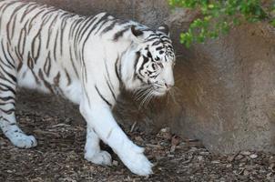 White tiger in a zoo photo