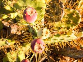 Cactus close-up view photo