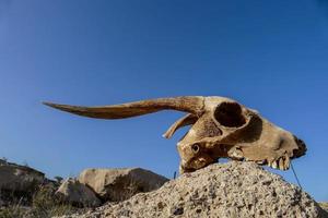 Ram skull on the ground photo