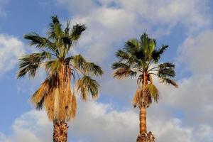 View of palm trees photo
