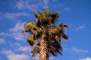 Palm trees view photo