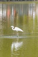 Heron by the water photo