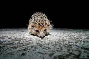 Cute little hedgehog photo