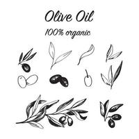 Olives set with olive branches and fruits for Italian cuisine design vector