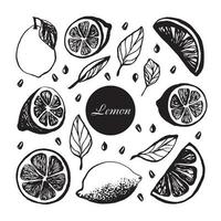 Cute hand drawn set with slices lemon with leaves and seeds for menu or recipe. Doodle vector illustration. Fresh and tasty.